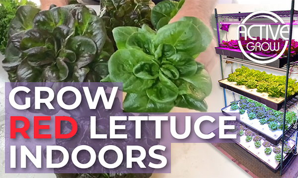 Active Grow Shows How to Grow Red Lettuce Indoors with LED Strip Grow Lights