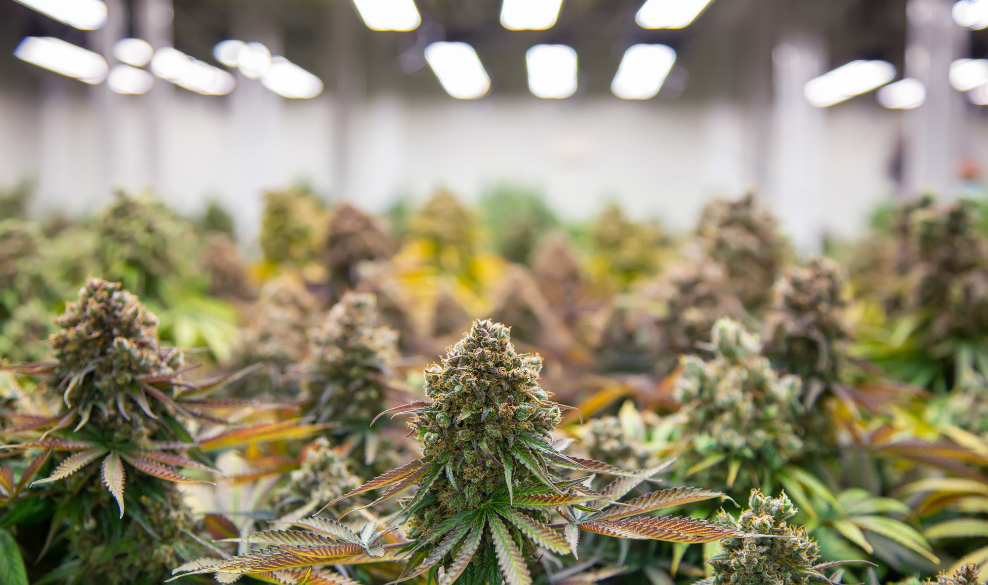Active grow led high cri led application comparison.