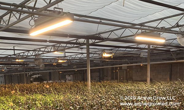 Why are Greenhouse Growers Slow to Shift to LEDs?