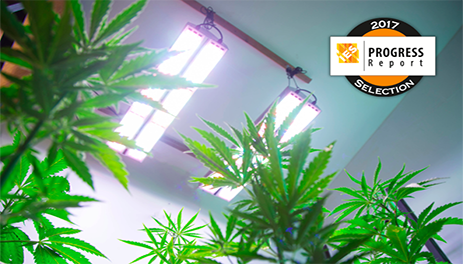 Active Grow SG300 First Horticulture LED Luminaire Featured in the IES Progress Report