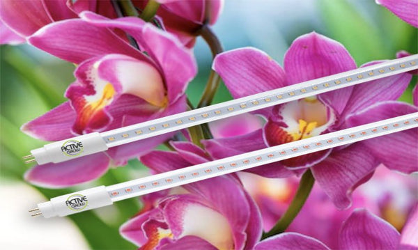 Active Grow LED Lights Review By A’na S’atara of Ancient Energy Orchids