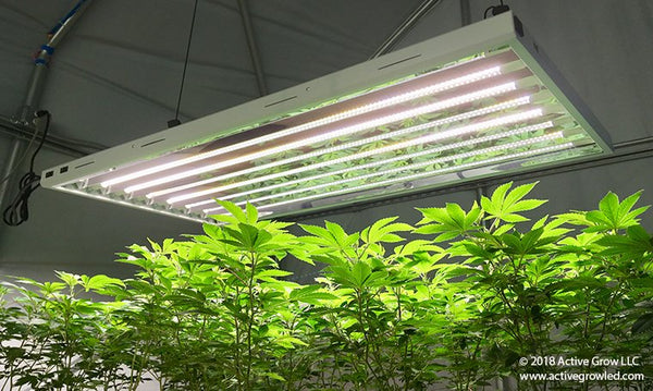 Cannabis Industry Veteran Jennifer Martin Reviews Active Grow T5 HO LED Horticultural Lamps