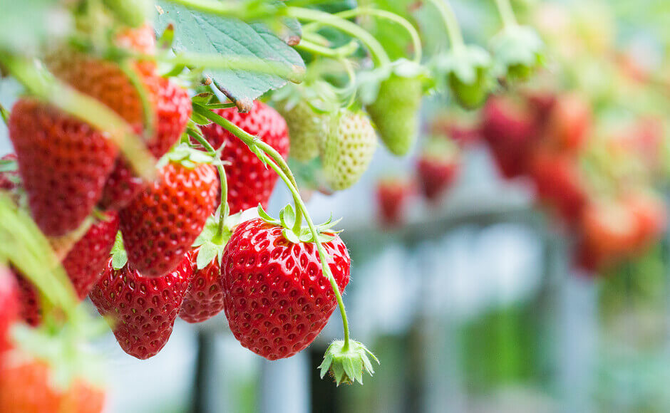 Flowers & Fruiting