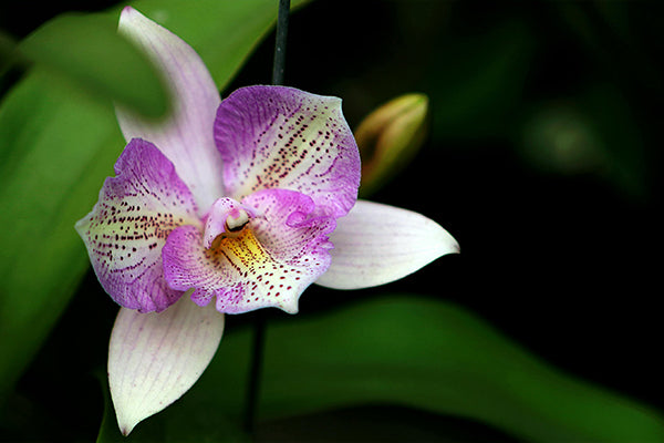 Active grow top ten flowers grow indoors led grow lights orchids.