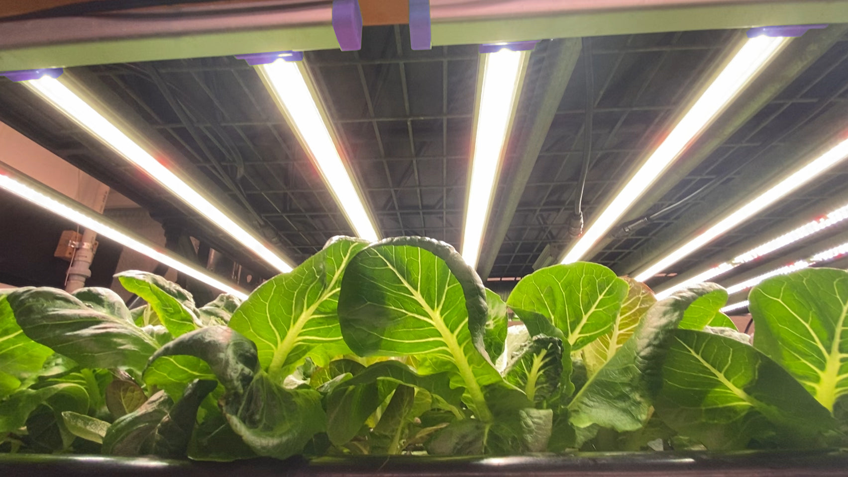 100W VertFarm LED Grow Light – Sun White Pro Spectrum – Active Grow
