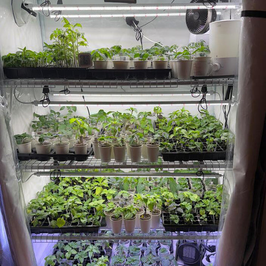 grow tent germany Seeds & Starts 3-Tier Walden White LED Grow Tent Kit – Active Grow