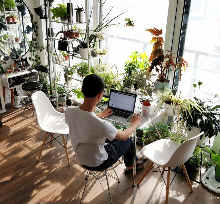 Darryl Cheng of House Plant Journal Understanding Lighting for House