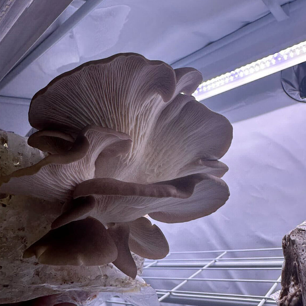Grower's Select Mushroom Strip Lighting Set COB LED 16.4 ft