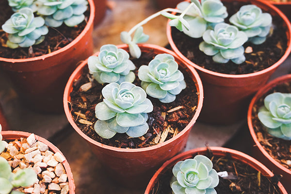 Top 10 Plants to Start Indoors from Seed  Active Grow