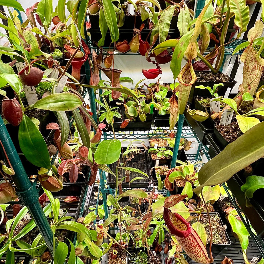 active grow samantha filoso nepenthes grower