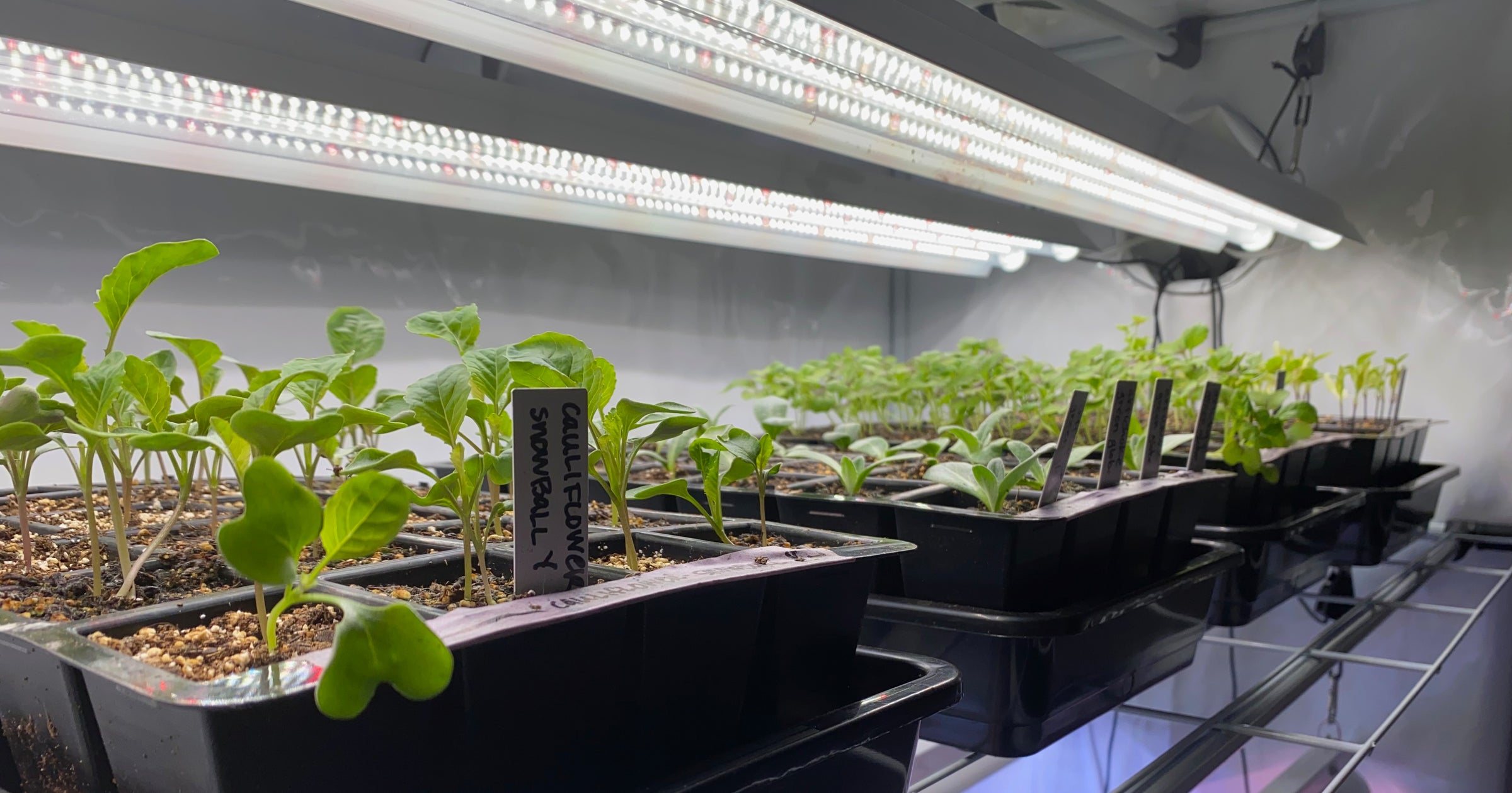 Formode Utilfreds Strømcelle Seeds & Starts 3-Tier Walden White LED Grow Tent Kit – Active Grow