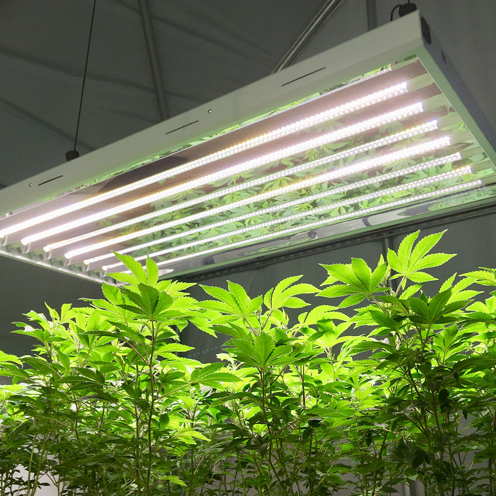 5 Best LED Grow Lights 2024 (Cannabis Yields, Speed, & LED Bud Quality)