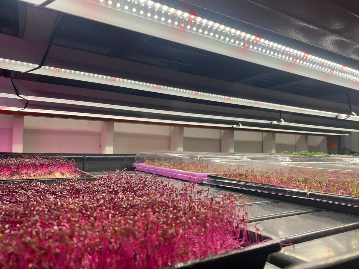 Hyper Fresh How a Local LED Hydroponic Microfarm Provides Hyper Fresh Produce ...