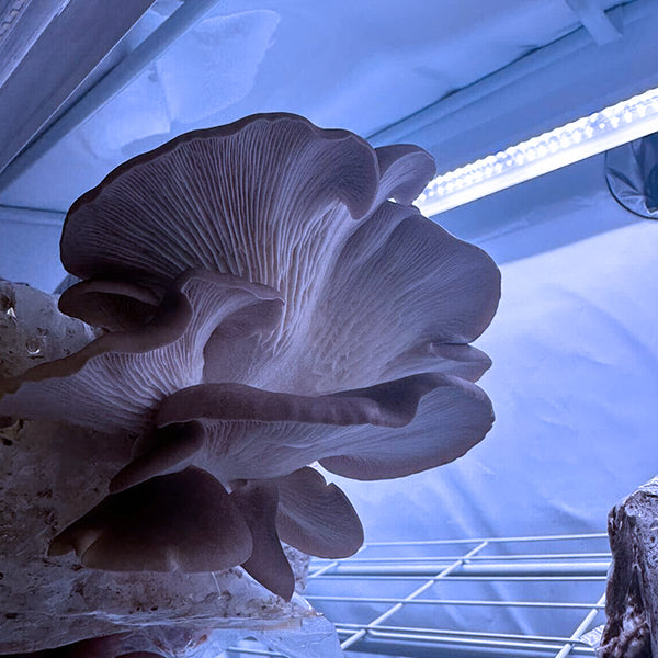 https://activegrowled.com/cdn/shop/files/Active-Grow-Why-Blue-Light-is-Best-for-Growing-Mushrooms-LED-Grow-Light-Oyster-Mushroom_1080x.jpg?v=1699454449