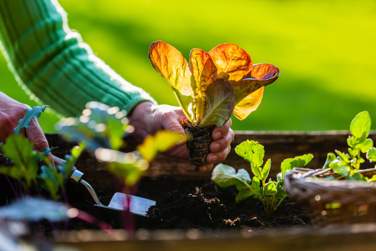 Summer Regional Planting Tips – Active Grow