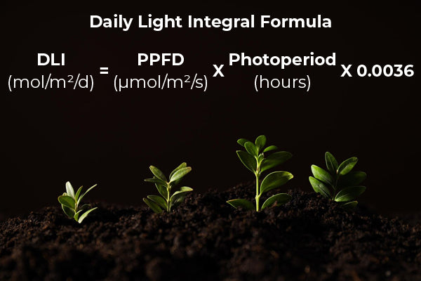 fennel plant spacing Florence Fennel main image 1