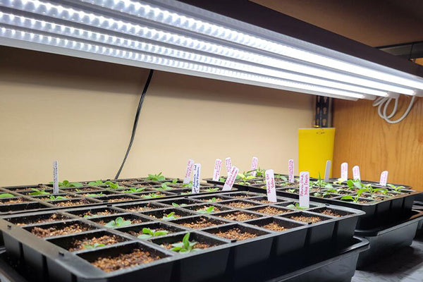 Understanding Daily Light Integral (DLI) for Home Growers  Active Grow