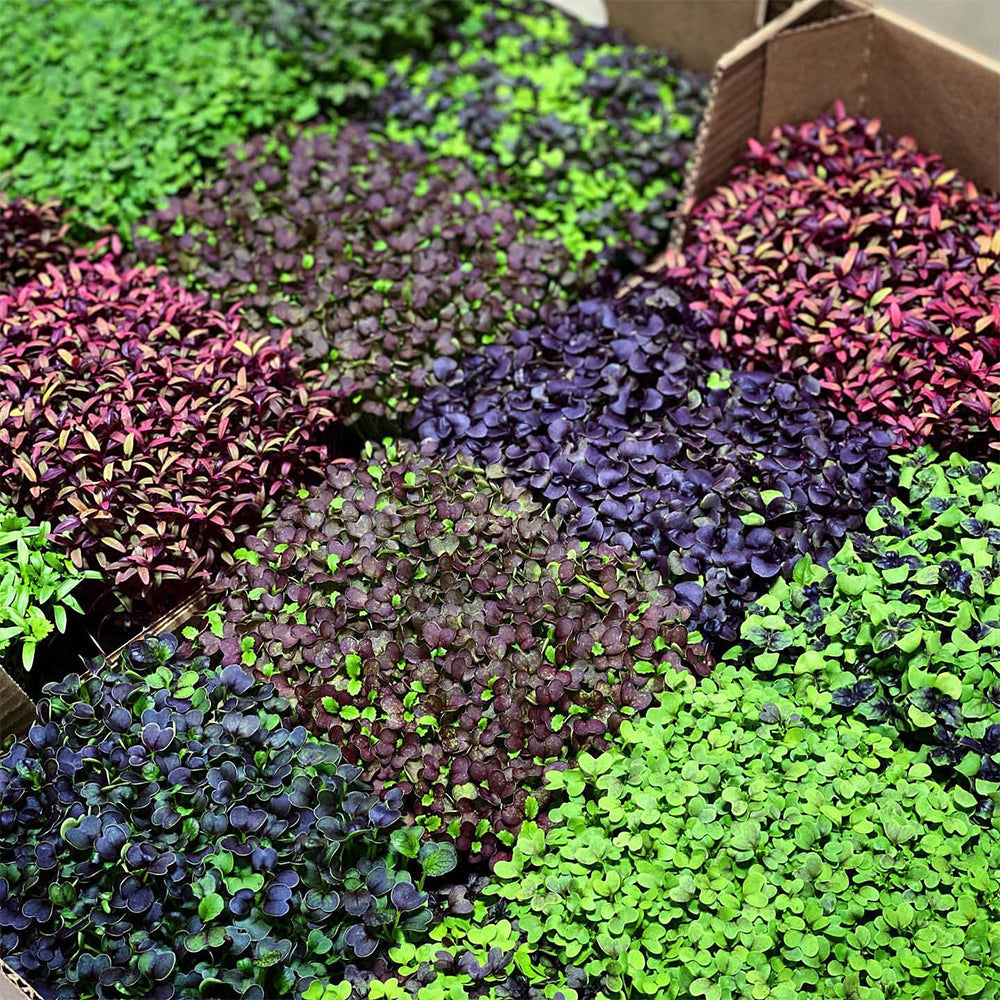 T8 flowering bulbs 2025