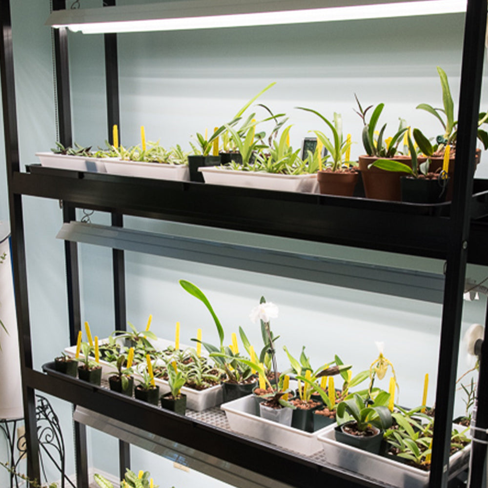 Hydroponic Grow Lights