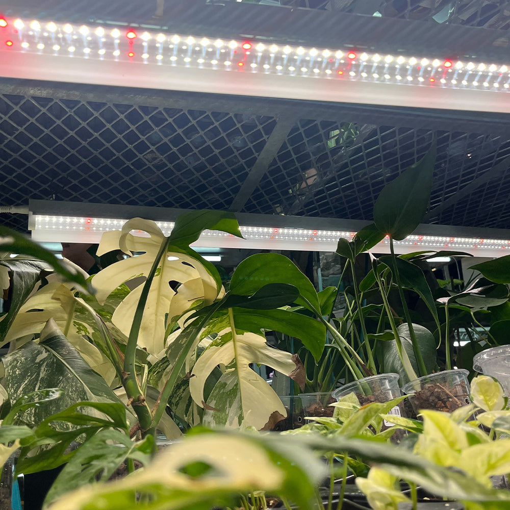 Integrated Strip T5 4FT LED Grow Light – Sun White Pro Spectrum
