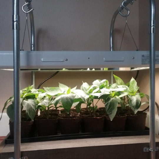 T5 HO Plug & Play 2FT LED Grow Lamp (24W Eqv.) – Sun White