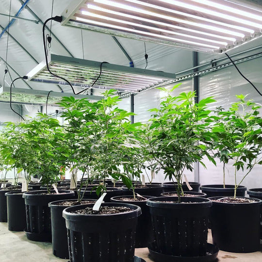 Active-Grow-T5-HO-LED-Grow-