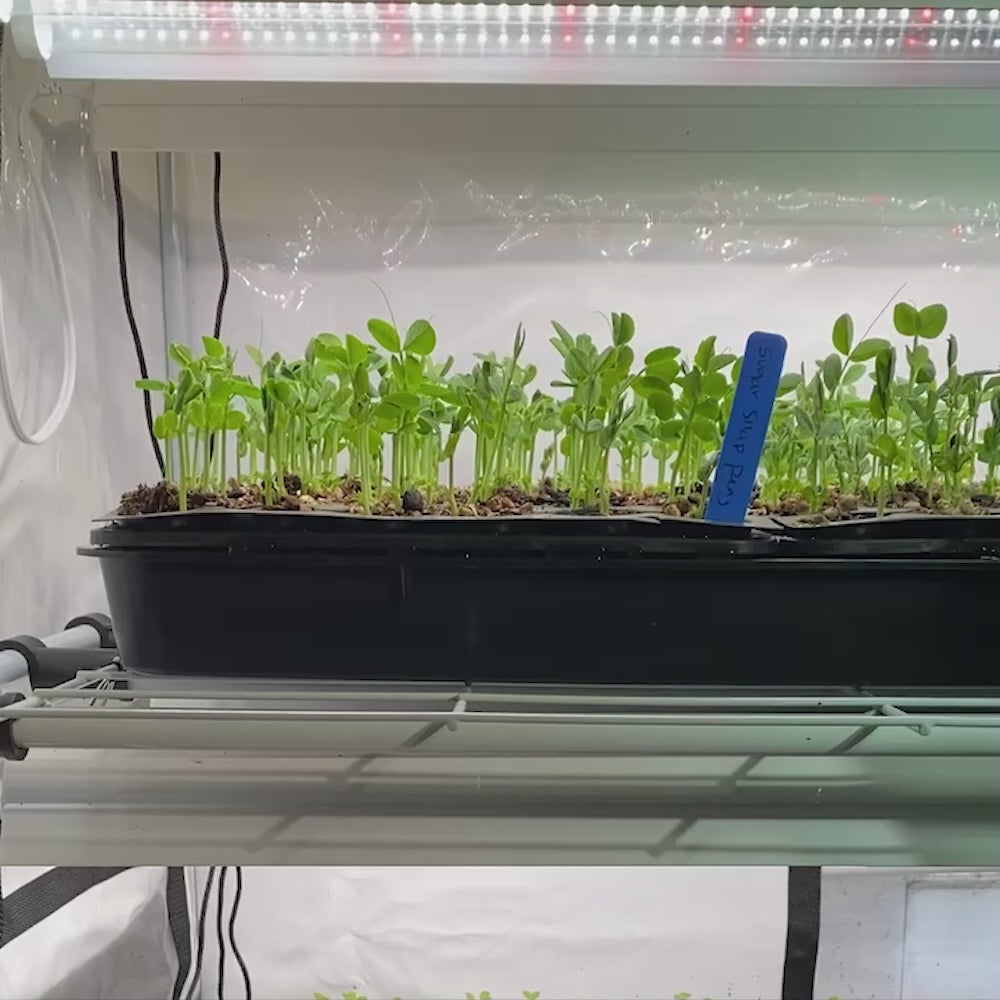 Seeds & Starts 3-Tier Walden White LED Grow Tent Kit